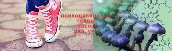 гашик Аркадак