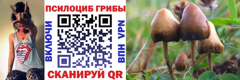 Галлюциногенные грибы MAGIC MUSHROOMS  купить наркотик  Багратионовск 